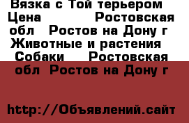 Вязка с Той терьером › Цена ­ 2 000 - Ростовская обл., Ростов-на-Дону г. Животные и растения » Собаки   . Ростовская обл.,Ростов-на-Дону г.